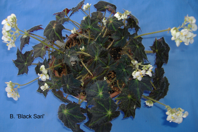 B. ‘Black Sari’